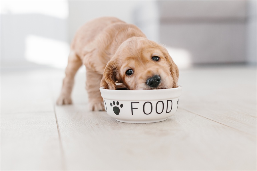 Produzione responsabile e sostenibile: Nogra Pet Food