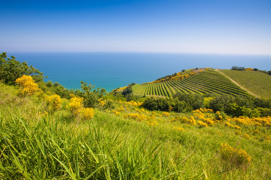 Cantina Trexenta: Tradizione e Innovazione nel Vino Sardo