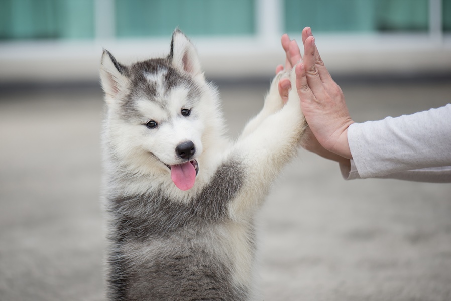 PERSONE & ANIMALI SOC. COOP.: UN NUOVO PUNTO DI RIFERIMENTO PER IL BENESSERE CINOFILO E SOCIALE A BOLOGNA